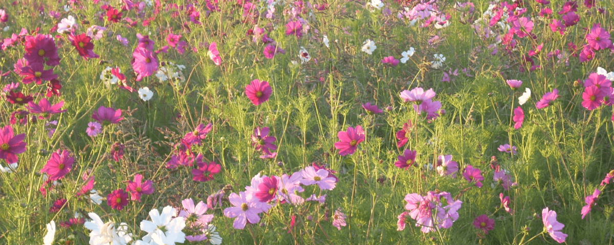 elagage vegetation rte article mairiedeserpaize