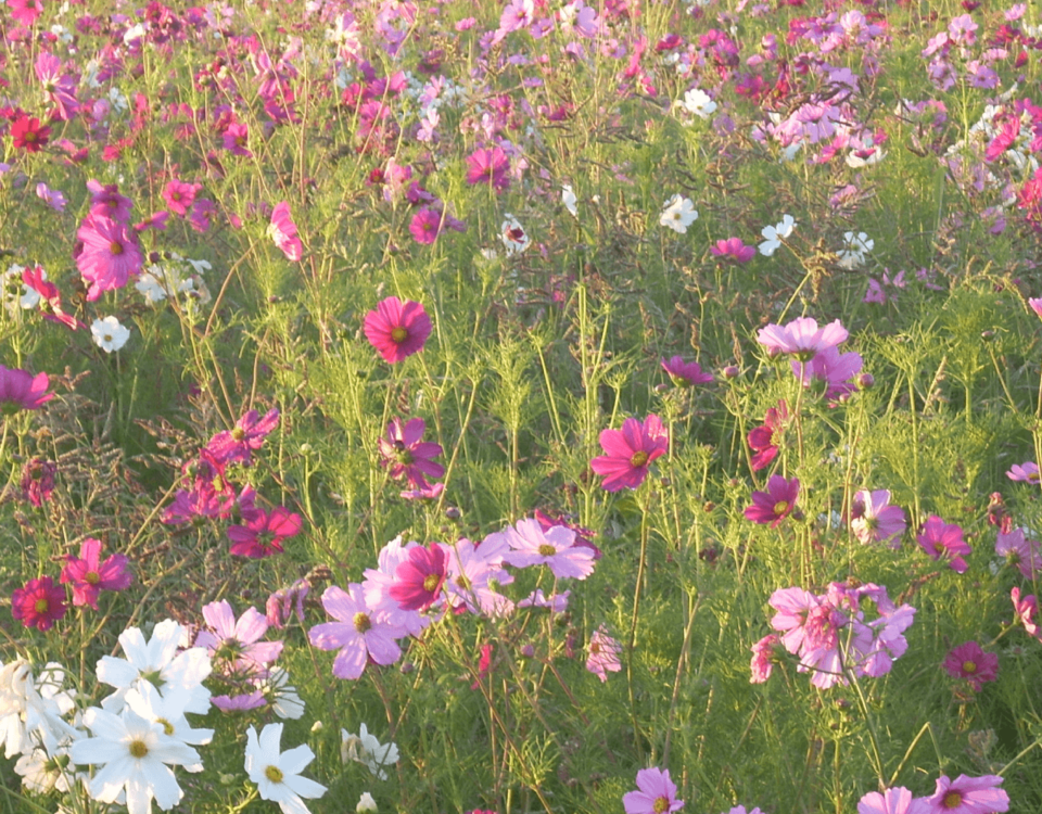 elagage vegetation rte article mairiedeserpaize